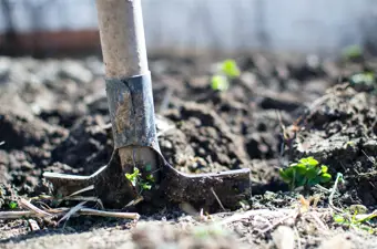 Planting a Tree