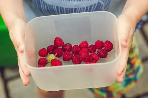 Child picking organic fruit