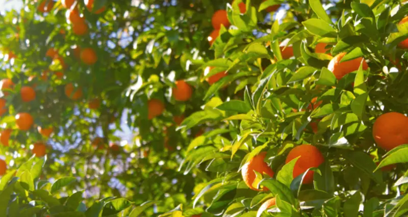 Origin Green - Resource Efficiency Webinar Series