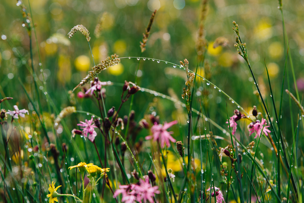 flowers in a field