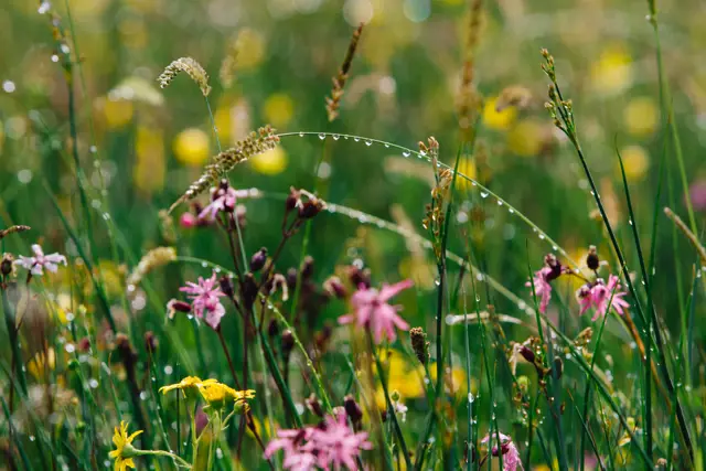 Infographic outlining pathways to pollinator-biodiversity in processors' supply chains, including steps for identifying, understanding, and measuring pollinator biodiversity, as well as the All-Ireland Pollinator Plan and maintaining pollinator habitats at farm level