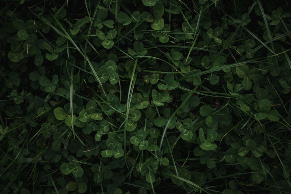 Clover in grass