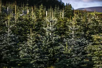 large forest of green pine trees