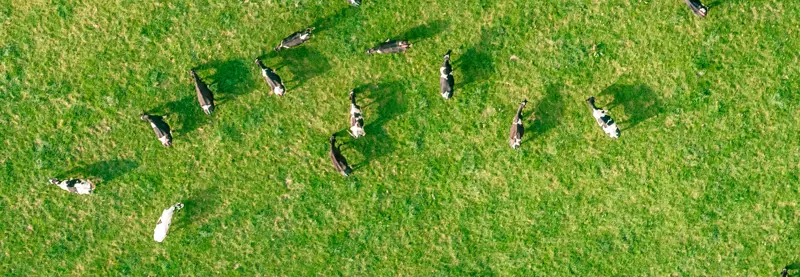 Arial shot of cows in a field