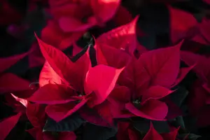 Deep red poinsettia close up in a field