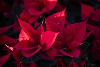 Deep red poinsettia close up in a field
