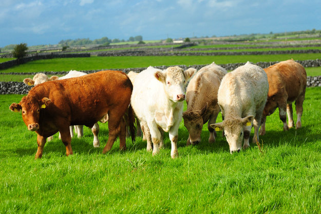 Beef cattle in field