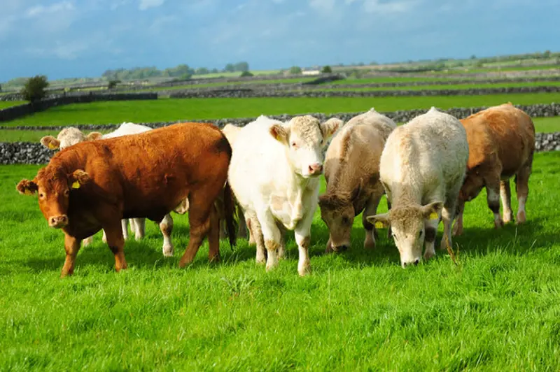 Beef cattle in field