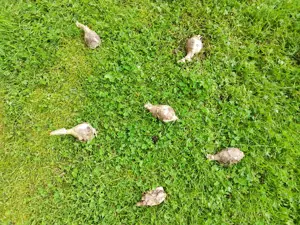 Spring bulbs on the grass in a circle formation